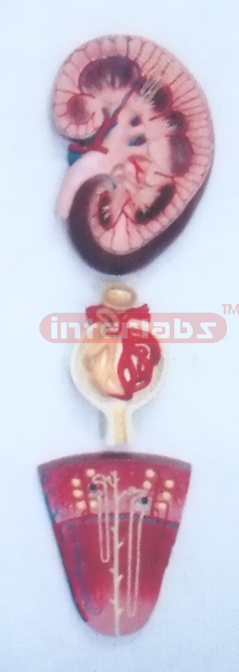 HANGING HUMAN URINARY SYSTEM WITH KIDNEY, RENAL CORPUSCLE AND NEPHRON